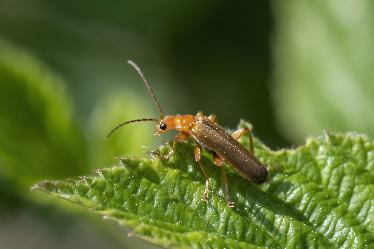 Rhagonycha fulva