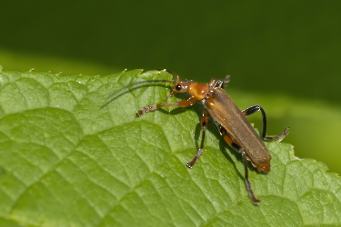 Rhagonycha fulva