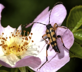 Rutpela maculata