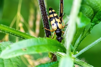 Rutpela maculata