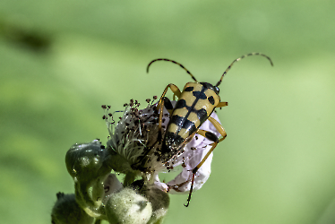 Rutpela maculata