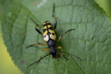 Rutpela maculata