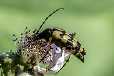 Rutpela maculata