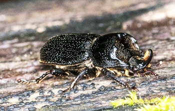 Sinodendron cylindricum