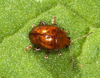 Sphaeroderma testaceum