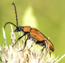 Stictoleptura rubra