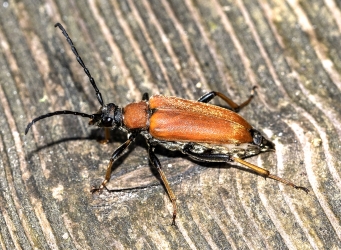 Stictoleptura rubra