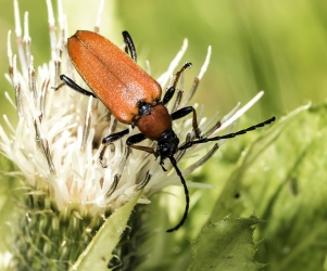 Stictoleptura rubra