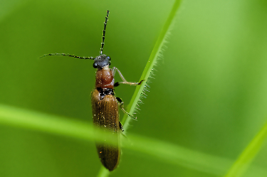 Stictoleptura rubra