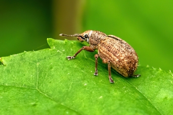 Strophosoma melanogrammum