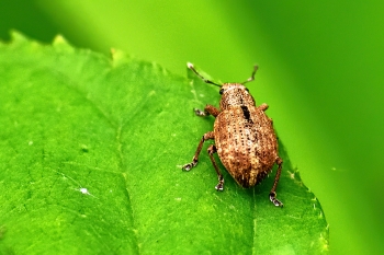 Strophosoma melanogrammum