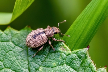 Strophosoma melanogrammum