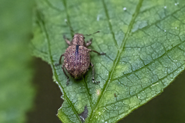 Strophosoma melanogrammum