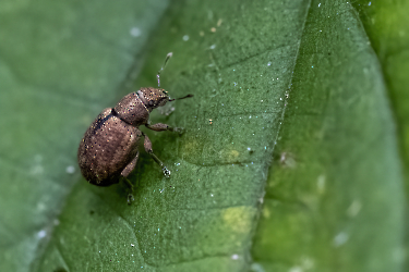 Strophosoma melanogrammum