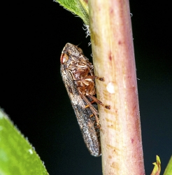 Aphrophora alni