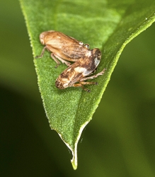 Aphrophora alni