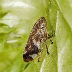 Aphrophora alni