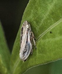 Aphrophora alni