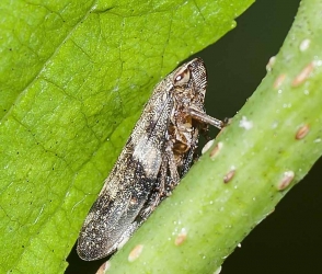 Aphrophora alni