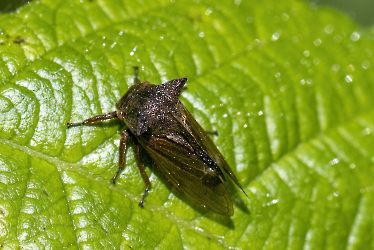 Centrotus cornutus