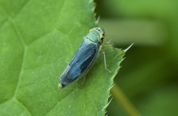 Cicadella viridis