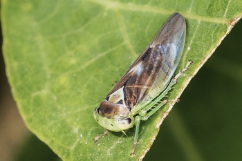 Cicadella viridis