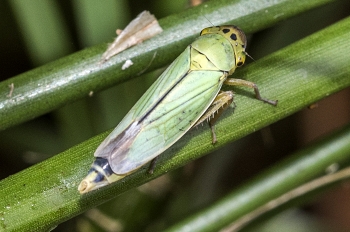 Cicadella viridis