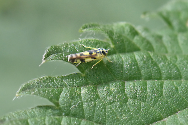 Eupteryx atropunctata