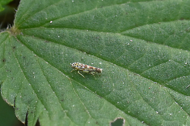 Eupteryx urtica