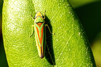 Graphocephala rhododendron