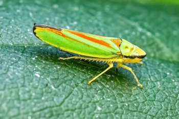 Graphocephala rhododendron