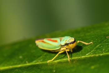 Graphocephala rhododendron