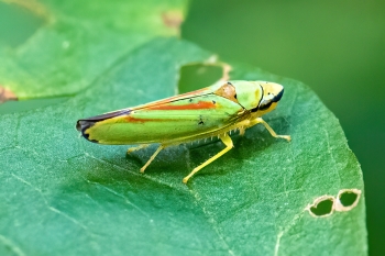 Graphocephala rhododendron