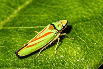 Graphocephala rhododendron