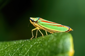 Graphocephala rhododendron