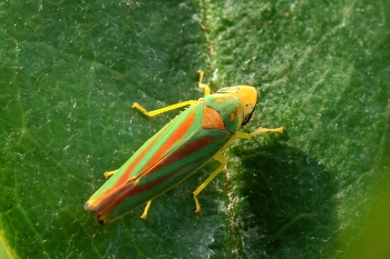 Graphocephala rhododendron