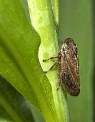 Philaenus spumarius