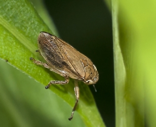 Philaenus spumarius