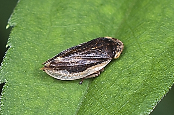 Philaenus spumarius