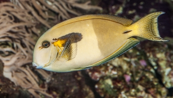 Acanthurus spec.