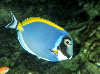 Acanthurus leucosternon