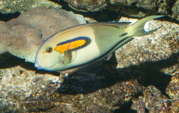 Acanthurus spec.