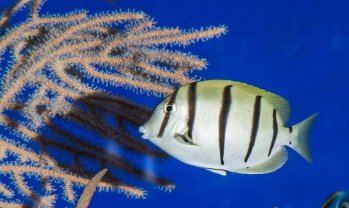 Acanthurus triostegus