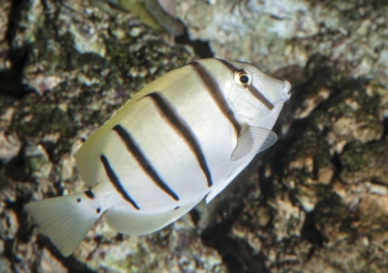 Acanthurus triostegus