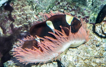 Amphiprion spec.