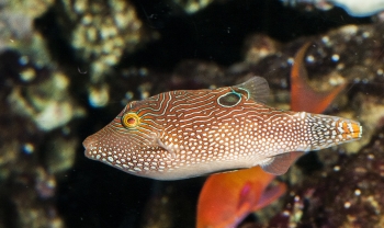 Canthigaster solandri