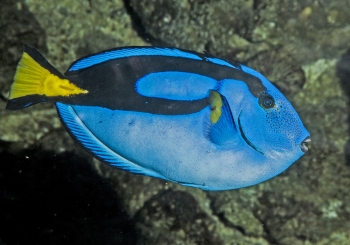 Paracanthus hepatus