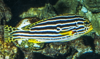 Plectorhynchus lineatus