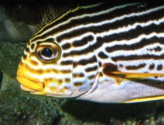 Plectorhynchus lineatus