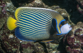 Pomacanthus imperator